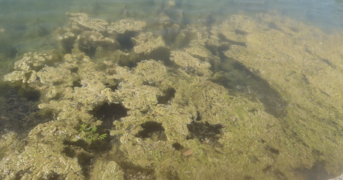Stadt warnt vor Blaualgen im Karl-Heine-Kanal – Stadt Leipzig