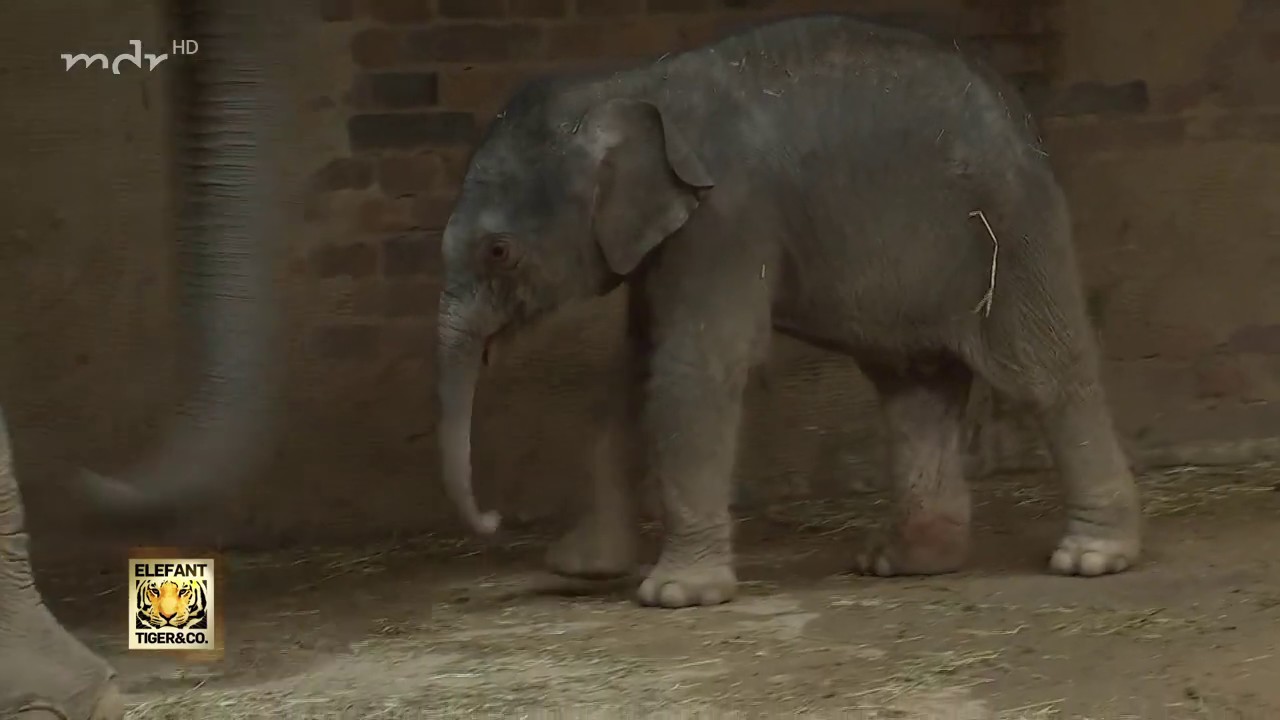 Elefantenbaby geboren im Leipziger Zoo