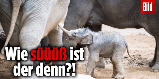 Elefantenbaby im Leipziger Zoo vorgestellt