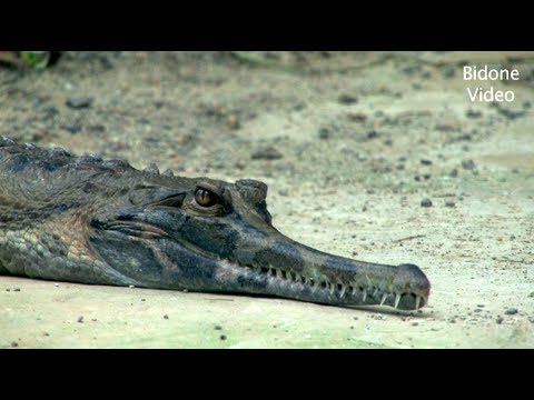 Leipziger Zoo – Gondwanaland