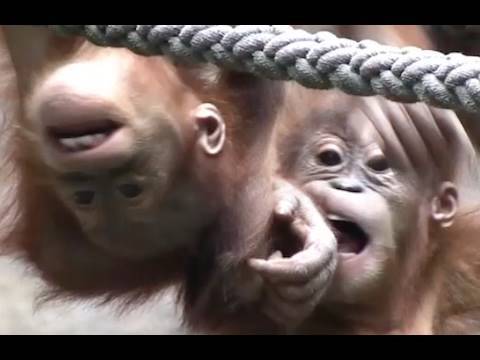 Leipziger Zoo – süße Orang-Utan-Babys / süßer Affe