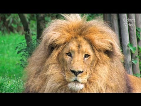 Zoo Leipzig – 1/3 – im Sommer – Sommer