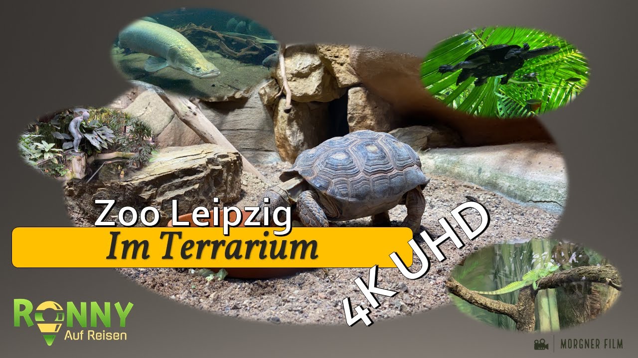 Der Leipziger Zoo das Terrarium – Alligatoren, Schlangen, Schildkröten und mehr …