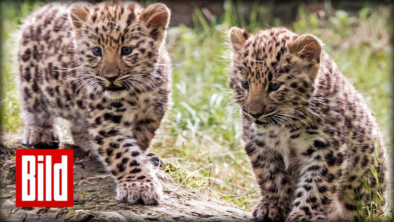Der Leipziger Zoo stellt Amur-Leoparden vor