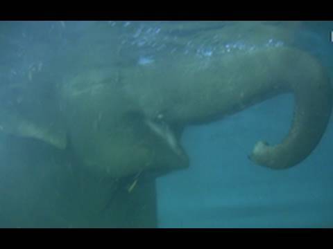 Elefantenschwimmen – Elefanten baden im Leipziger Zoo