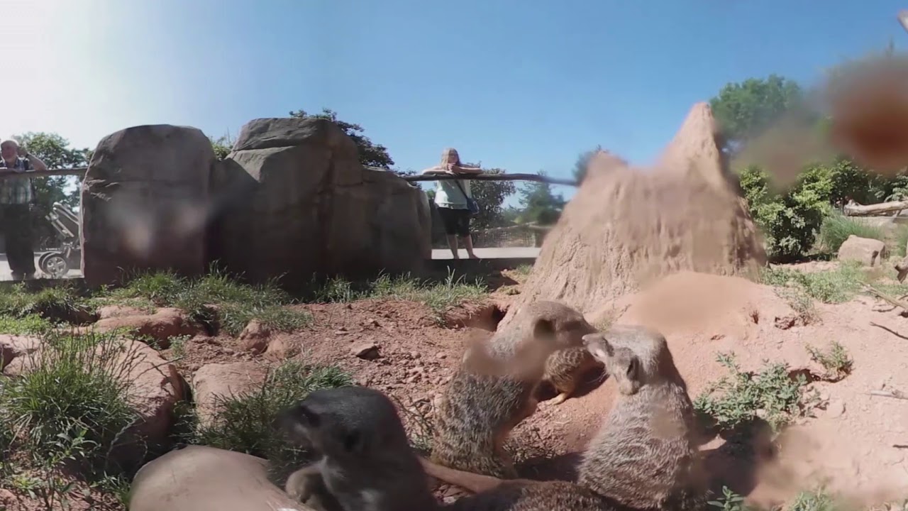 Erdmännchen 360 Grad, Leipziger Zoo