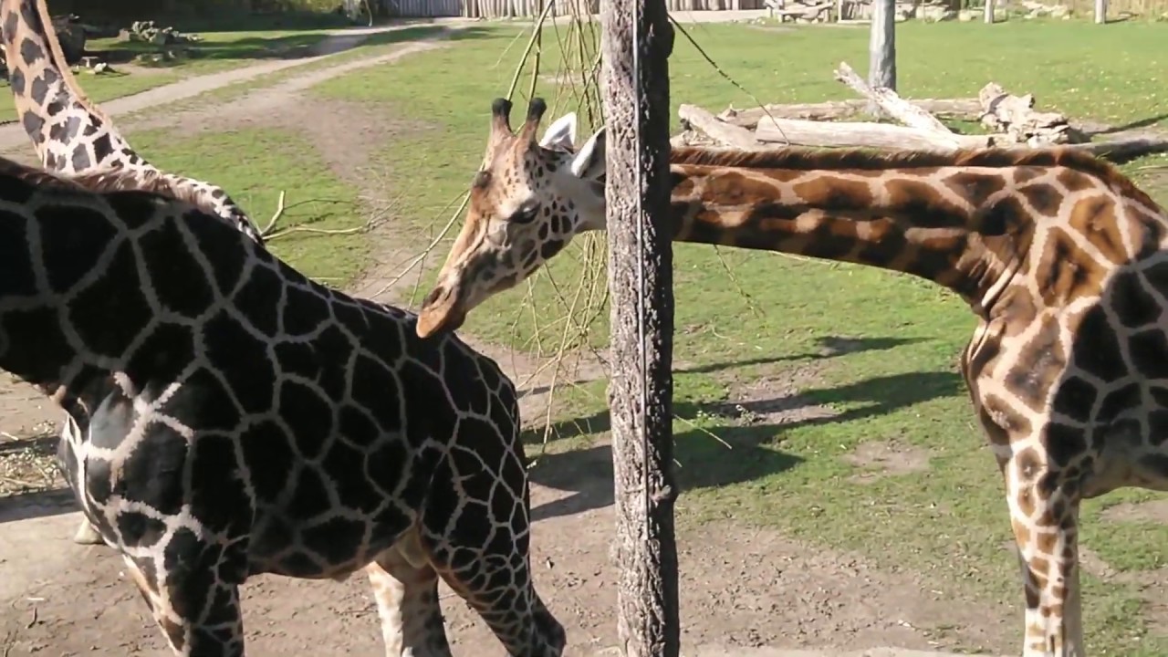 Leipziger Zoo (Vlog / Deutsch / HD)