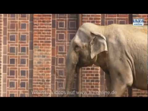 Leipziger Zoo: Wann wird das Elefantenbaby geboren?