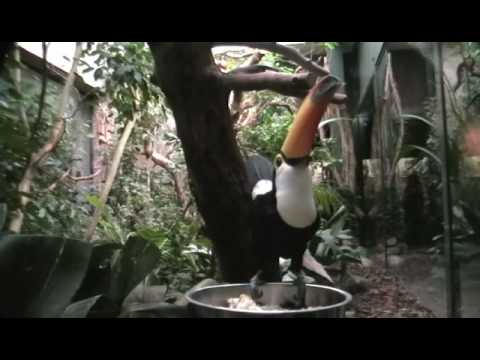 Leipziger Zoo – der Riesentukan