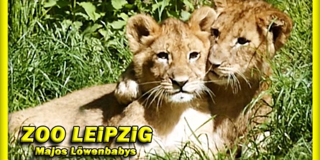 ? ZOO LEiPZiG • Majos Löwenbabys / Löwen - Слоненок - зоопарк - львы - Tiere - Reisen