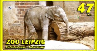 🔴 ZOO LEiPZiG • Elefantenbaby, Rani, Don Chung und Voi Nam / Reisen - Слоненок - зоопарк - Tiere