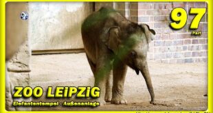 🔴 ZOO LEiPZiG • Elefantenbaby Kiran, Rani, Don Chung und Voi Nam - зоопарк - слон - Tiere