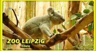 🔴 ZOO LEiPZiG • KOALA • коала - животные - ANiMALS  TRAVEL