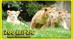 🔴 ZOO LEiPZiG • Majos 3 Löwenbabys / Löwen - Слоненок - зоопарк - львы - Tiere - Reisen