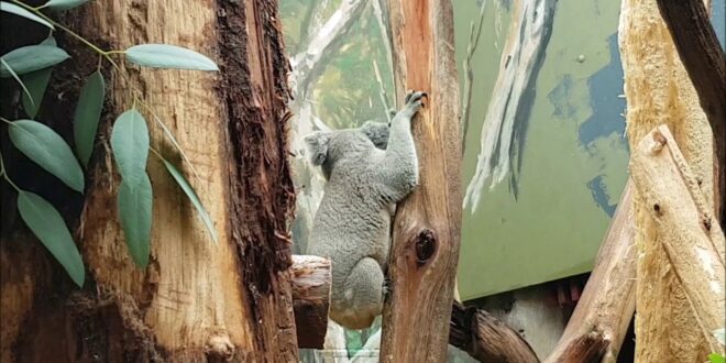 Elch taucht im Koala House auf