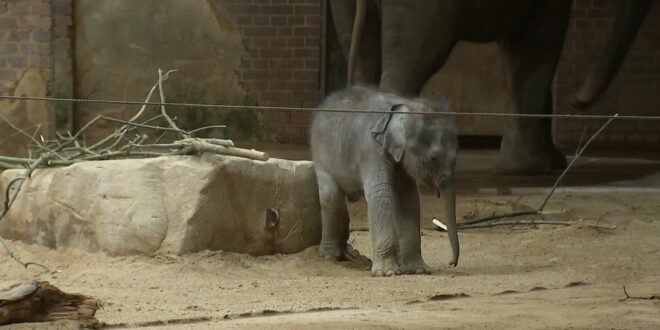 Elefantenbaby trifft Papa