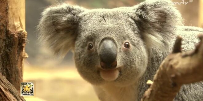 Koala wird Kumpel