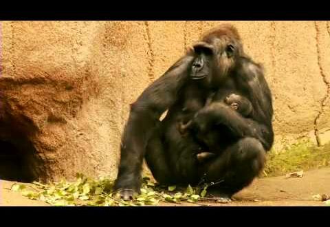 Leipziger Gorilla-Baby taucht zum ersten Mal auf