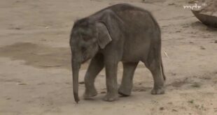 Sorgenkind Elefantenbaby