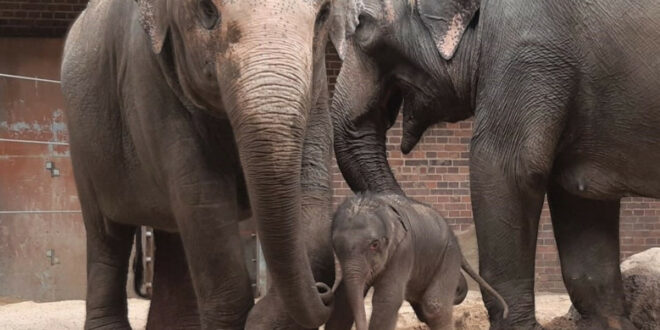 Elefantenjungtier geboren – Zuwachs im Zoo Leipzig