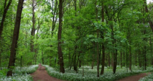 Online-Informationsabend zum Stadtförster Biotopbaum- und Totholzkonzept der Stadt Leipzig
