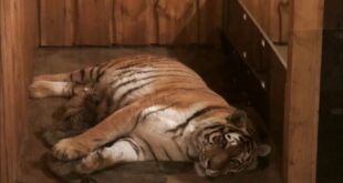 Tigerbabys im Leipziger Zoo