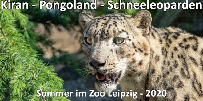 4k // Sommer im Zoo Leipzig - Der Natur auf der Spur - Kiran - Pongoland - Schneeleopard - Chillout