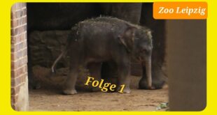 Elefantenbaby von Mutter Pantha Folge 1 (Zoo Leipzig) (4K 60 fps)