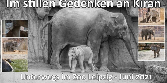 Unvergesslich Kiran der kleine Elefant - RIP - Unterwegs im Zoo Leipzig - Juni 2021 - SEL200-600G