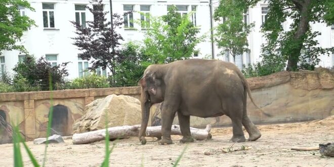 Zoo Leipzig 04.06.2022 Asiatische Elefanten
