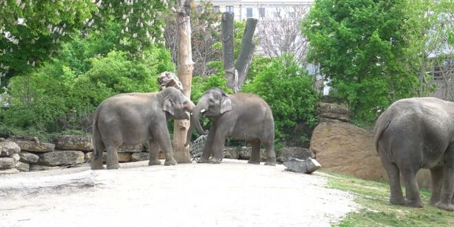 Zoo Leipzig 07.05.2022 Elefant Edgar albert mit Pantha herum