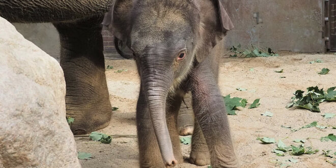 Zoo sucht Namen für kleinen Elefantenbullen - Vorschläge bis 31. Oktober 2022 einreichen