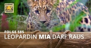 Mia, meine Mia (Folge 585) |  Elefant, Tiger & Co. |  MDR