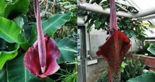 Teufelszunge im Schulbiologiezentrum: Eine der größten Blüten der Welt