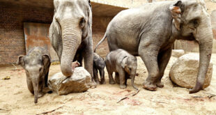 Zoo Leipzig: Nachwuchs im Elefantentempel