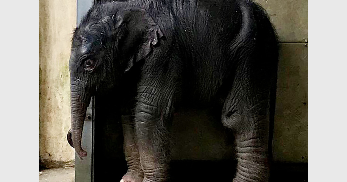 Freude im Leipziger Zoo: Viertes Elefantenkalb kommt zur Welt