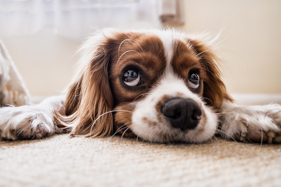 Hund macht sich los und tötet in Gerstenberg zwei Kaninchen