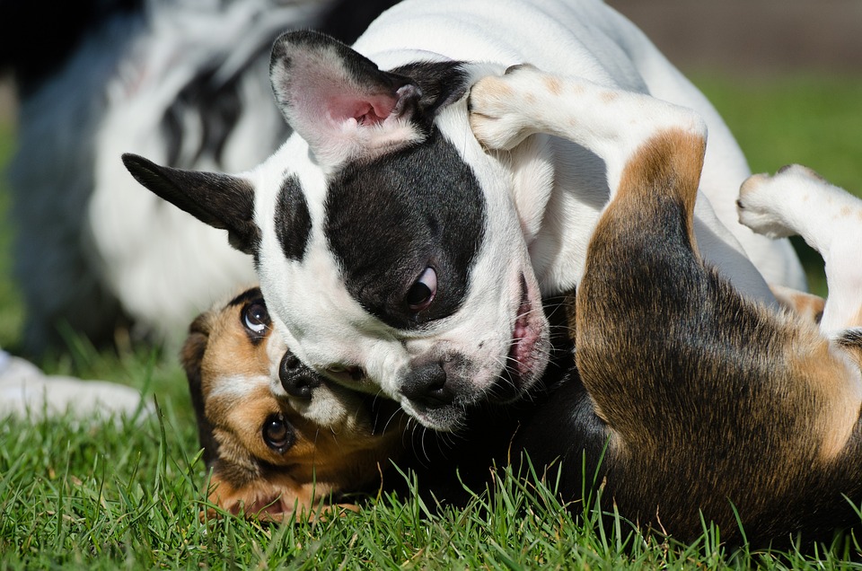 Eine Hundewiese für Nordwest? Stadt ist bislang ohne Leinenzwang
