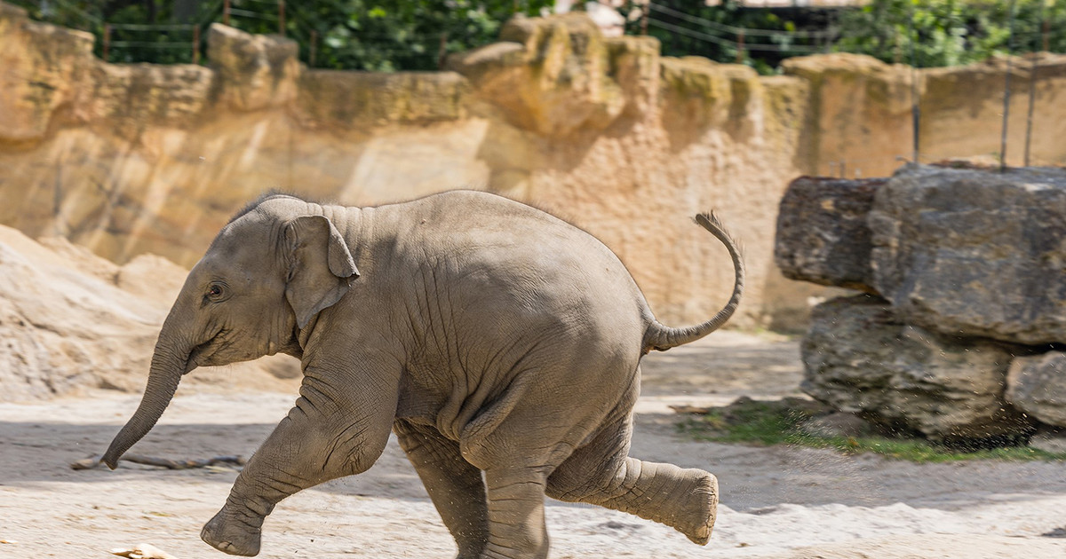 Erleben Sie die majestätischen Elefanten hautnah beim „Entdeckertage Elefanten“ im Zoo Leipzig!