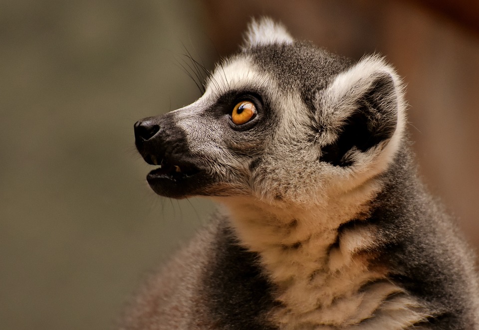 Zoo Leipzig trauert um Schabrackentapir Laila: Abschied und neue Hoffnung