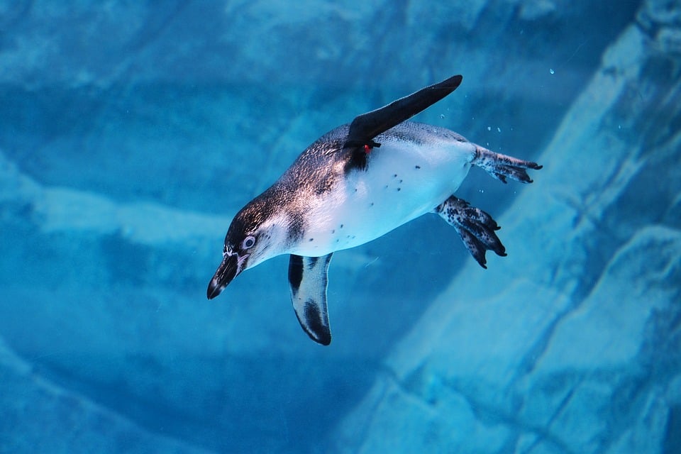 „Verborgene Wunder: Welche Tiere im Zoo Leipzig nie zu sehen sind“