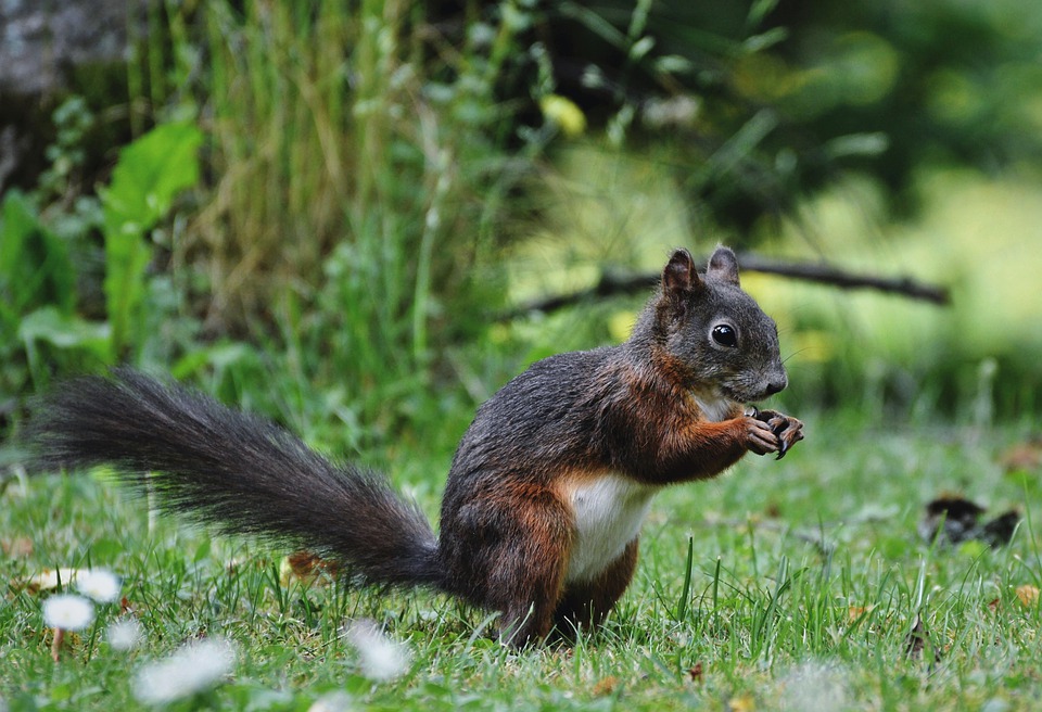 Zwickauer Tierschutzheldin rettet Welpen und schenkt ihnen ein neues Leben