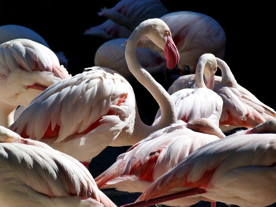 Neuentdeckung im Zoo Leipzig: Seltene Jamaika-Leguane beeindrucken!