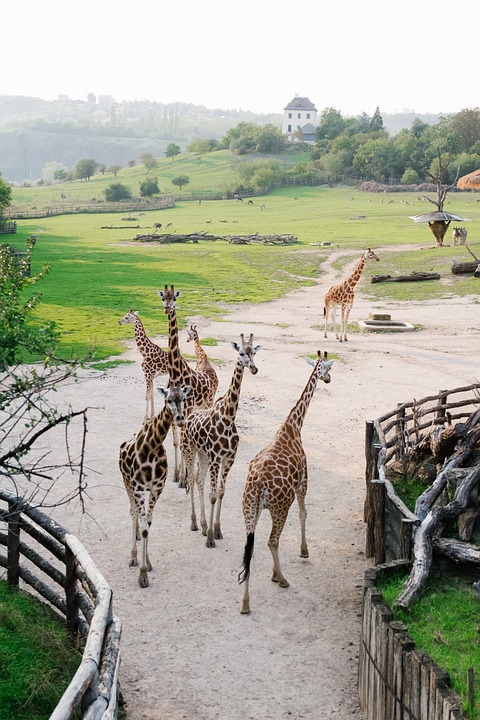 Neuer süßer Bewohner: Erfurts Zoo begrüßt kleinen Pampashasen!