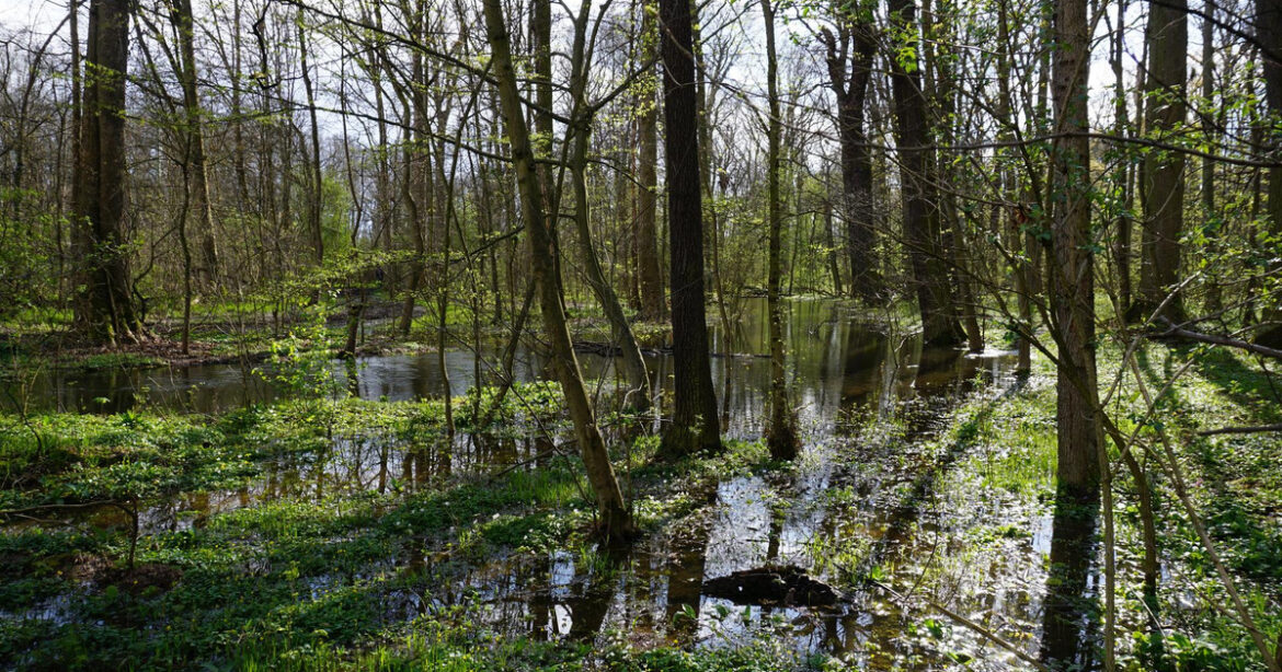 Frühjahrsflutung: Burgauenbach erhält mehr Wasser für den Auwald