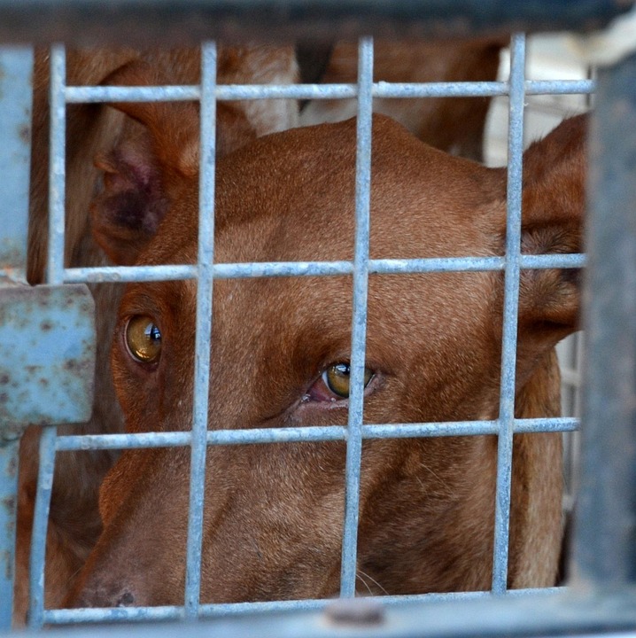 Tierquälerei in Sachsen-Anhalt: Aufgedeckte Missstände und Lösungsansätze