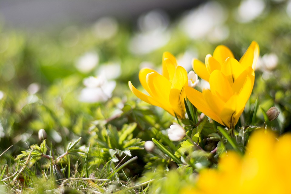 Frühlingserwachen 2025: Städte wetteifern um den besten Erlebnisort