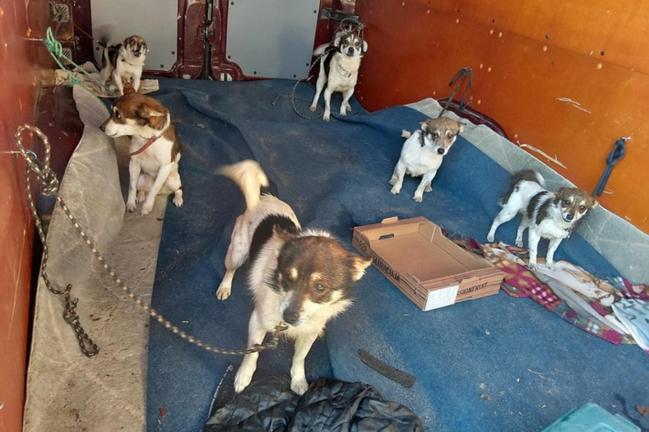 Bundespolizei stoppt Transporter: Elf Hunde ohne Papiere an Grenze!