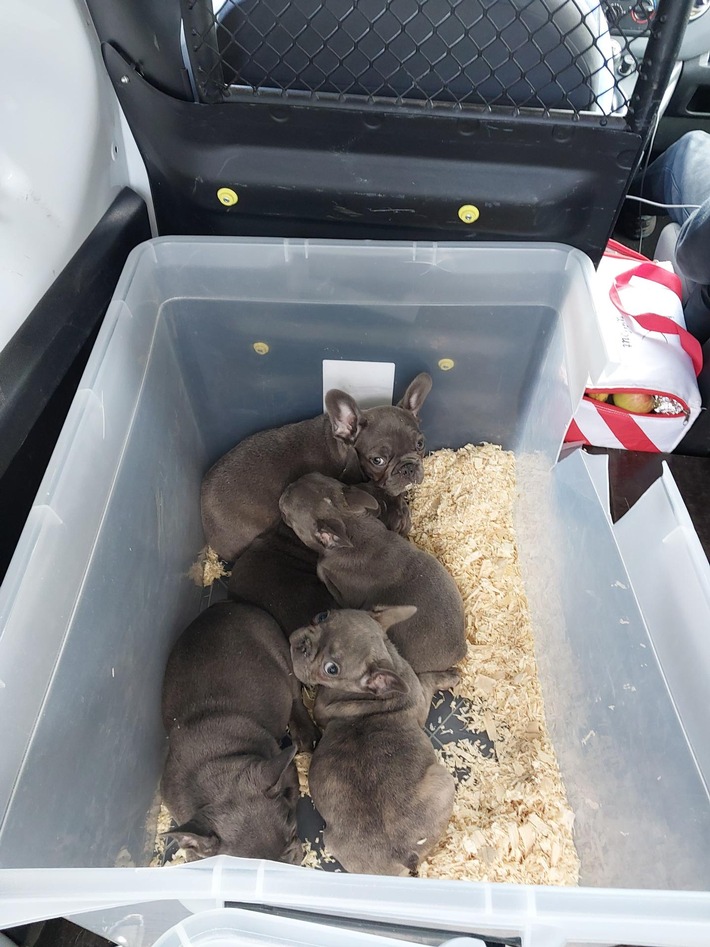 Bundespolizei stoppt Hunde-Transporter: 13 Welpen in Gefahr!