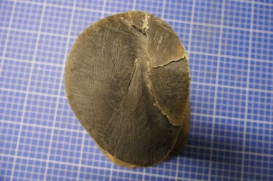 Zoll kämpft gegen Wilderer: Elefantenstoßzahn und Nashornhorn beschlagnahmt